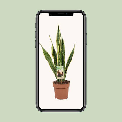 Bogenhanf - Sansevieria Trifasciata Laurentii - Zimmerpflanze - Ø17cm - ↕60cm