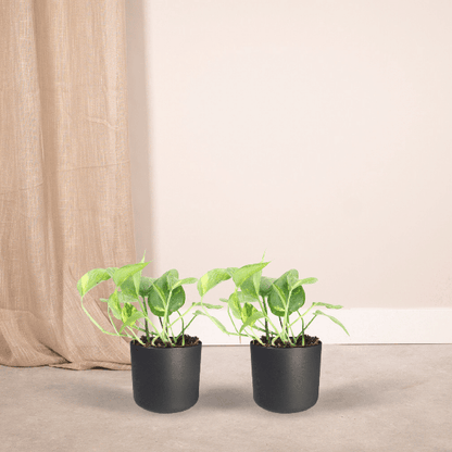 Efeutute - Epipremnum Aureum Scindapsus - Zimmerpflanze - 20cm - ø12cm - 2 Stück 