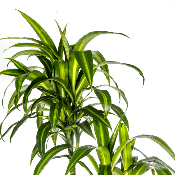 Dracaena Deremensis Hawaiianischer Sonnenschein Ø27cm - ↕180cm - Oasis of Life