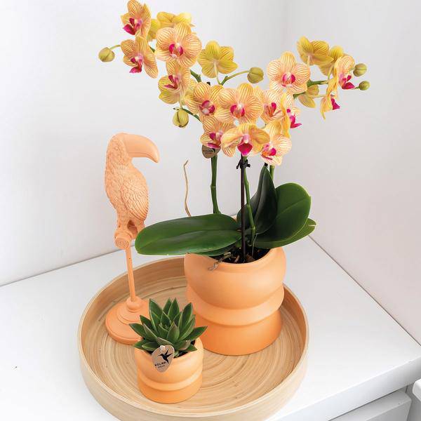 Dekorative Schale - Runde schlichte Bambusschale Ø30cm - Oasis of Life