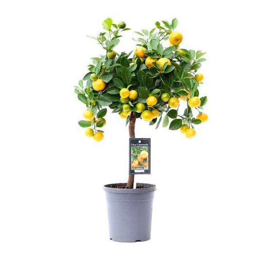 Orangenbaum - Zitrusfrucht Calamondin - Zimmerpflanze - Ø15cm - ↕45cm 