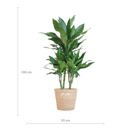 Dracaena Janet Lind 95cm – Drachenbaum Zimmerpflanze Ø21cm – pflegeleichte grüne Pflanze mit luftreinigender Wirkung – inkl. handgeflochtenem Seegras-Korb Sofia Natur 