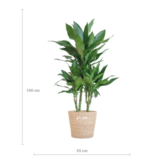 Dracaena Janet Lind 95cm – Drachenbaum Zimmerpflanze Ø21cm – pflegeleichte grüne Pflanze mit luftreinigender Wirkung – inkl. handgeflochtenem Seegras-Korb Sofia Natur 