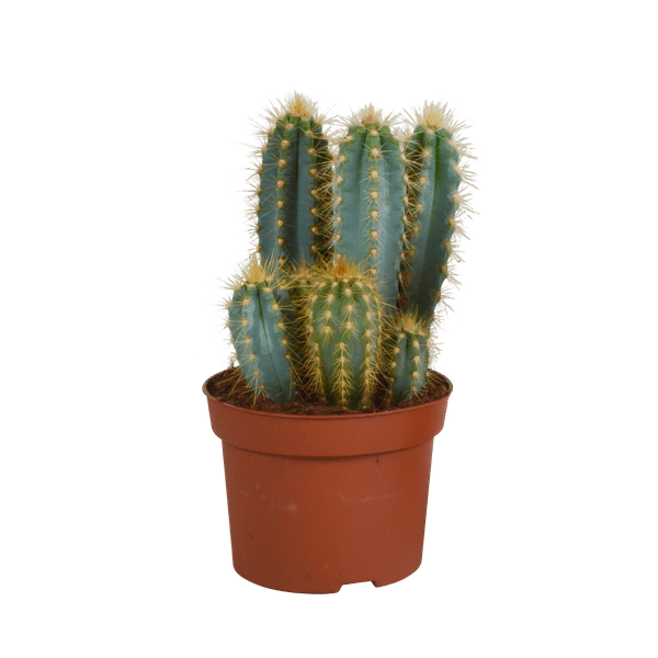 Blauer Haarsäulenkaktus- Pilosocereus azureus - Zimmerpflanze - 12cm