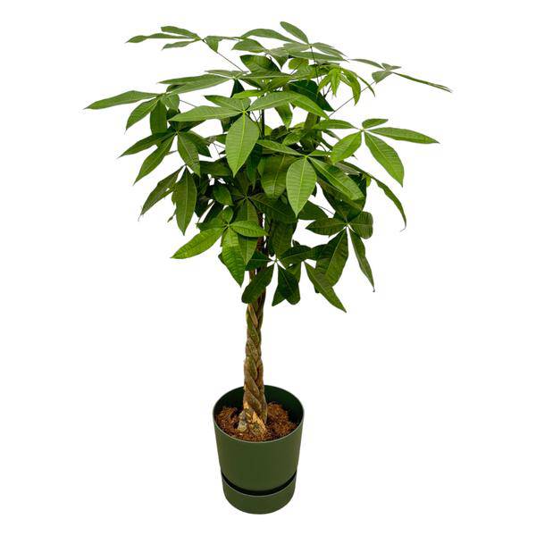 Pachira Aquatica - Glückskastanie - Zimmerpflanze - ↕160cm - Ø30cm + Topf Greenville Grün