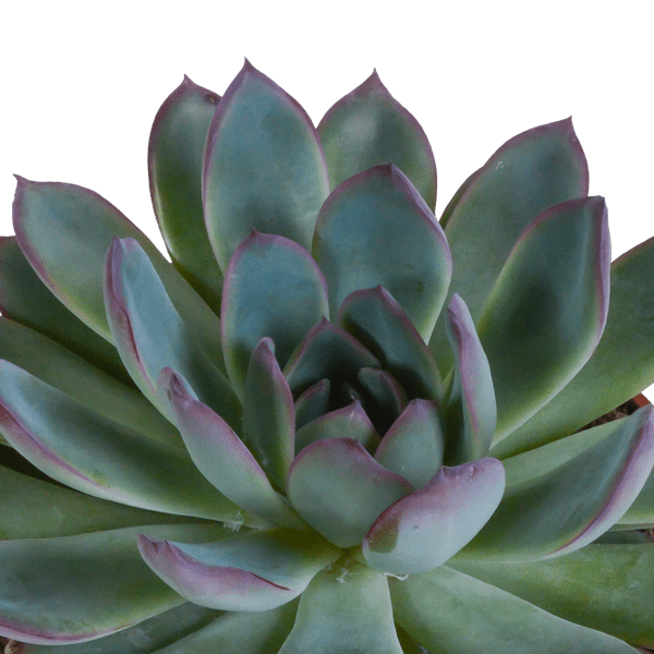 Steinrose - Echeveria Mix - Zimmerpflanze - 10,5 cm - 3 Stück - im Mexicaanse Topf