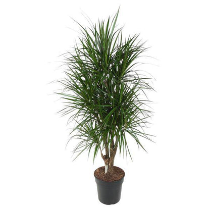 Drachenbaum - Dracaena Marginata - Zimmerpflanze - 140cm - ø31cm