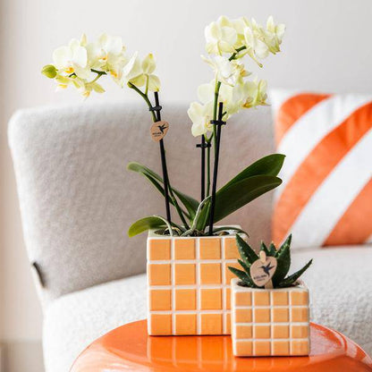 Mosa Ziertopf - Orange - Ø9cm 