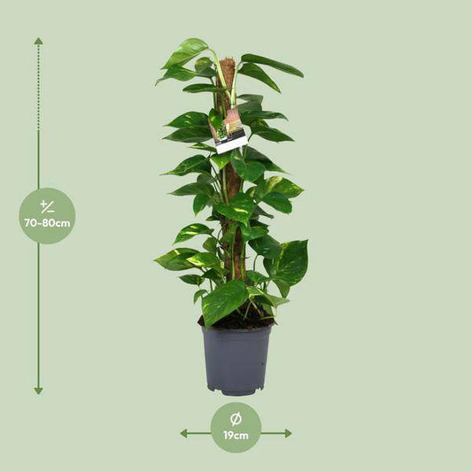 Efeutute - Scindapsus Epipremnum - Zimmerpflanze - Ø19cm - ↕80cm 