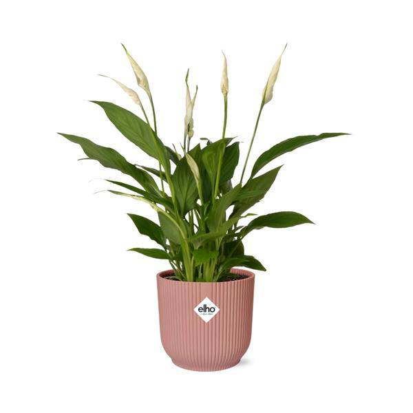 Einblatt - Spathiphyllum Torelli - Zimmerpflanze - 12cm + Topf Vibes Fold 14cm Rosa