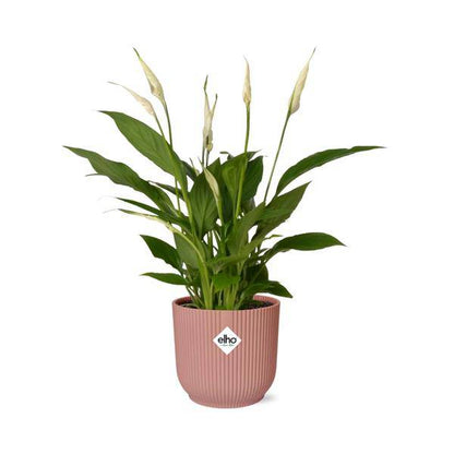 Einblatt - Spathiphyllum Torelli - Zimmerpflanze - 12cm + Topf Vibes Fold 14cm Rosa