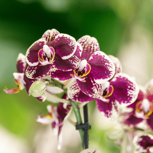 COMBI DEAL von 2 gelben roten Phalaenopsis-Orchideen - Spanien - Topfgröße Ø9cm | blühende Zimmerpflanze - frisch vom Züchter - Oasis of Life