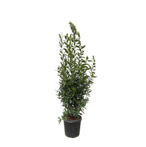 Echter Lorbeer - Laurus nobilis Strauch - 210cm - ø50cm