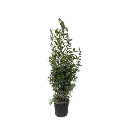 Echter Lorbeer - Laurus nobilis Strauch - 210cm - ø50cm
