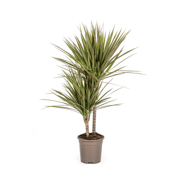Dracaena Marginata Bicolor Ø17cm - ↕60cm - Oasis of Life