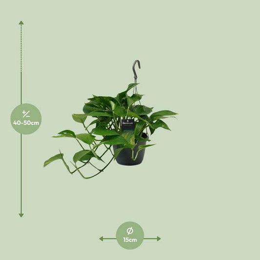 Efeutute - Scindapsus Epipremnum - Zimmerpflanze - Ø15cm - ↕45cm 