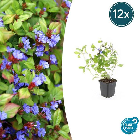 Ceratostigma plumbaginoides – Kriechende Hornnarbe – Bodendecker ↕10-25cm Ø9cm – Blaue Blüten & glänzendes Laub – Pflegeleicht & winterhart – 12 Pflanzen
