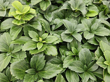 Japanischer Ysander - Pachysandra terminalis - ↕10-25cm - Ø9cm - 40 Stück