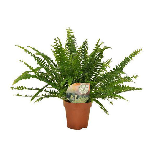 Schwertfarn Nephrolepis Green Lady – Boston-Farn Zimmerpflanze – Ø12cm – 30cm Höhe – luftreinigend & pflegeleicht – elegantes, grünes Laub