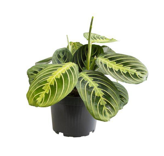 Pfeilwurz – Maranta Lemon Lime – Zimmerpflanze – Ø12cm – ca. 30cm hoch – Exotisch & pflegeleicht – Für Wohnzimmer, Büro & indirektes Licht 