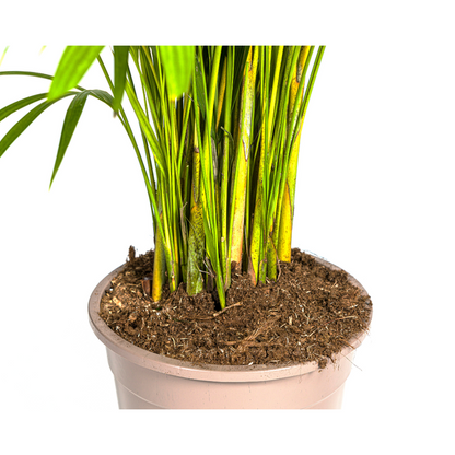 Dypsis Areca lutescens – Goldfruchtpalme – Zimmerpflanze – Ø27 cm – Höhe 150-170 cm – Tropische, federartige Blätter – Ideal für Wohnräume & Büro 