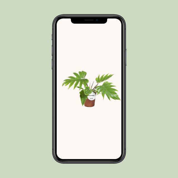 Baumfreund - Philodendron Mayoi - Zimmerpflanze - Ø15cm - ↕35cm
