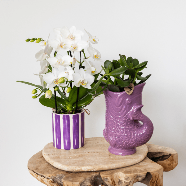 Fisch Topf - Flieder - Ø9cm 