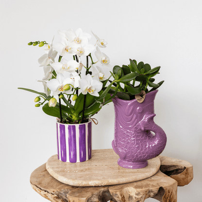 Fisch Topf - Flieder - Ø9cm 