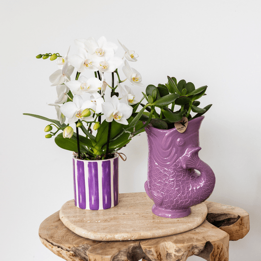 Fisch Topf - Flieder - Ø9cm 