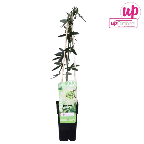 Passionsblume - Passiflora Weiß caerulea 'Constance Elliot' - Ø15cm - ↕65cm