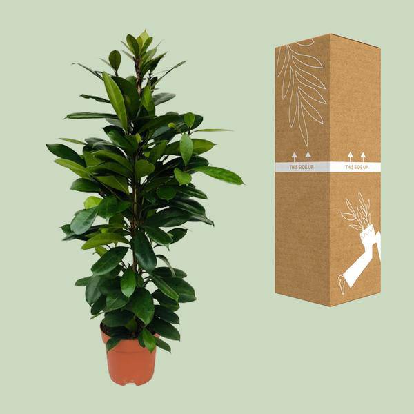 Afrikanischer Feigenbaum - Ficus Cyathistipula - Zimmerpflanze - Ø21cm - ↕105cm