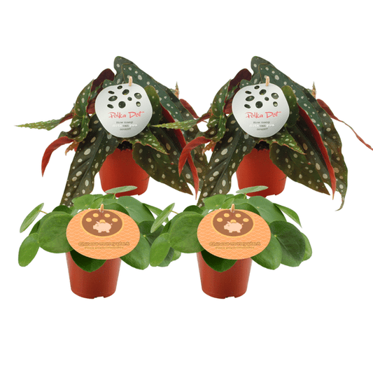Pilea Peperomioides + Begonia Maculata – 4 Zimmerpflanzen – Ø12cm – ↕20cm – Trendige Grünpflanzen im Mix – Dekorative Blattschmuckpflanzen für Wohnzimmer & Büro – Pflegeleicht 