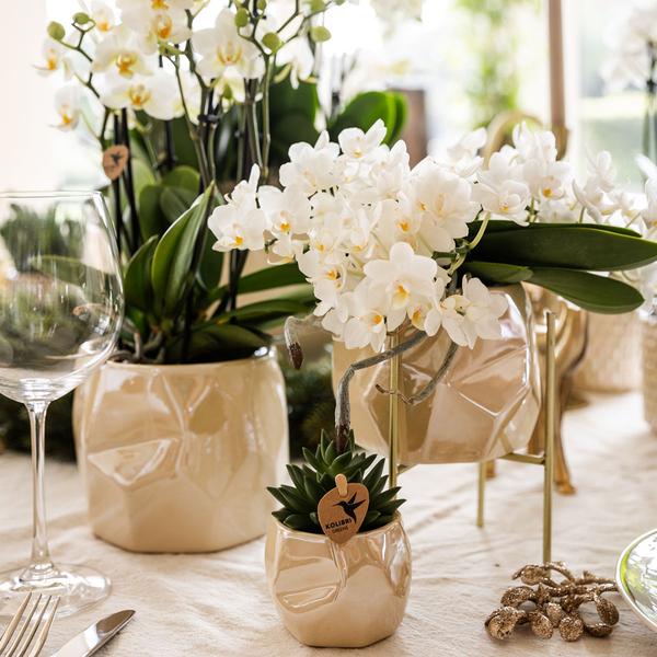 Kombi-Angebot Perlen Travertin Töpfe – 3er-Set Ø6/9/12 cm – stilvolle Keramik-Pflanzgefäße für Orchideen, Sukkulenten & Zimmerpflanzen 