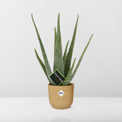 Echte Aloe - Aloe Vera - 12cm - Zimmerpflanze + Topf Vibes Fold 14cm Gelb