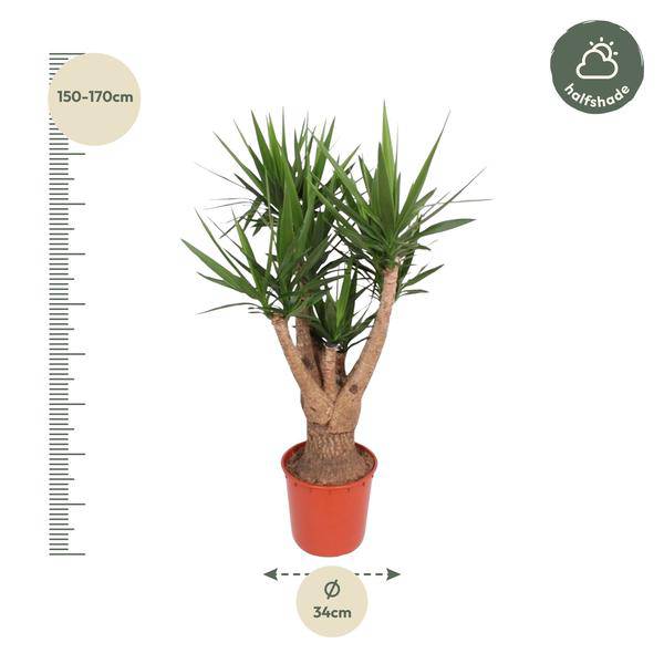 Riesen-Palmlilie - Yucca Elephantipes - Zimmerpflanze - 160cm - ø32cm