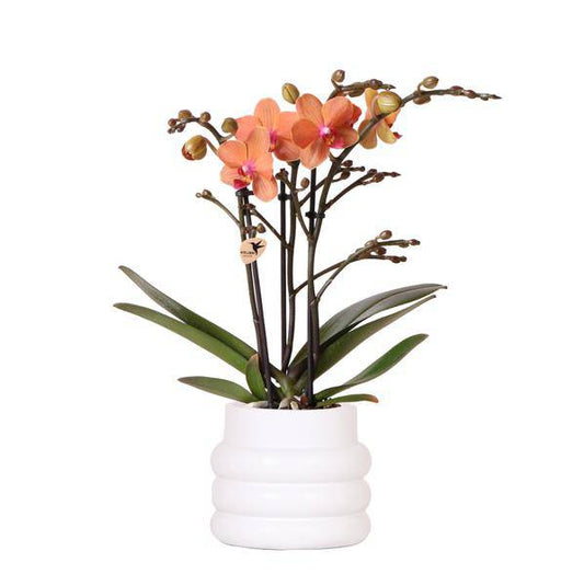 Phalaenopsis Orchidee Mineral Bolzano Orange – Zimmerpflanze mit 2–3 Zweigen – Inklusive Bubble Keramiktopf Weiß Ø9cm – Edle Orchidee für Wohnzimmer, Esszimmer & Büro 