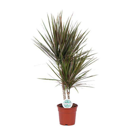 Drachenbaum - Dracaena Bicolor - Zimmerpflanze - Ø17cm - ↕75cm