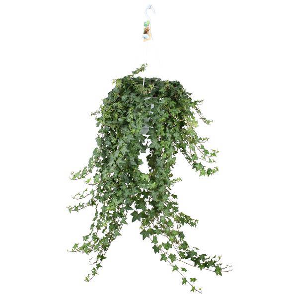 Hedera Helix Pitsburg – Efeu Hängepflanze – Zimmerpflanze Ø24cm – ca. 70cm Länge – Luftreinigende Kletterpflanze für drinnen 