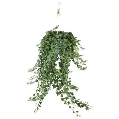 Hedera Helix Pitsburg – Efeu Hängepflanze – Zimmerpflanze Ø24cm – ca. 70cm Länge – Luftreinigende Kletterpflanze für drinnen 