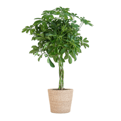 Schefflera Arboricola Nora – Birkenfeige – Zimmerpflanze + Blumentopf Sofia Natur – ↕70cm – Ø21cm – Handförmige Blätter – Pflegeleicht & dekorativ 