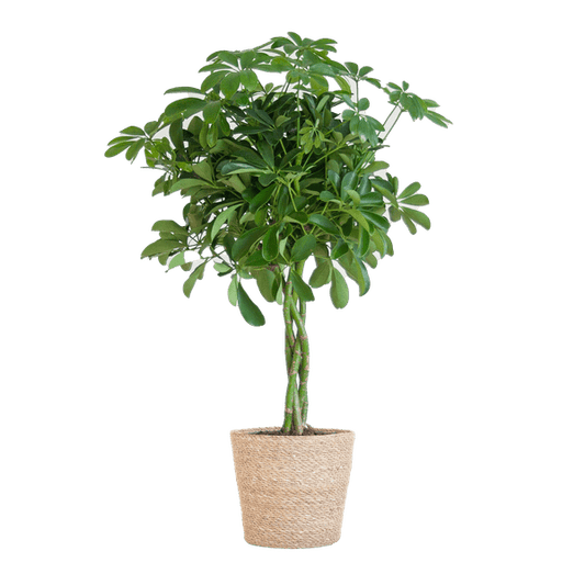 Schefflera Arboricola Nora – Birkenfeige – Zimmerpflanze + Blumentopf Sofia Natur – ↕70cm – Ø21cm – Handförmige Blätter – Pflegeleicht & dekorativ 