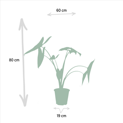Pflanzenset - Pfeilblätter - Alocasia Zebrina - Ø19cm - ↕75cm + Alocasia Lauterbachiana - Ø19cm - ↕75cm