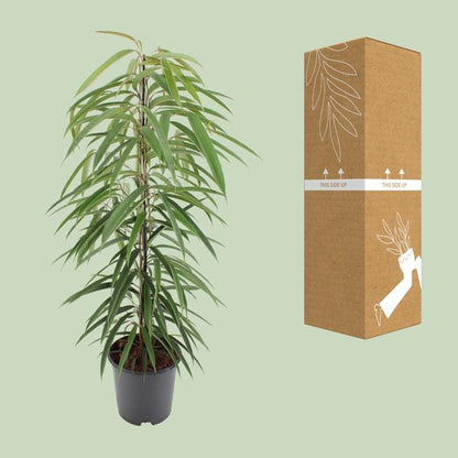 Schmalblättrige Birkenfeige - Ficus Binnendijkii Alii - Zimmerpflanze - Ø21cm - ↕80cm 