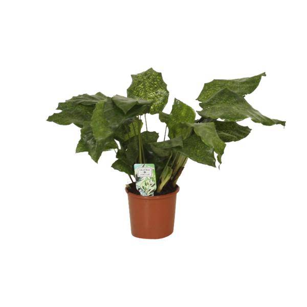 Calathea Network - Pfauenpflanze - Ø14cm - ↕30cm - Oasis of Life