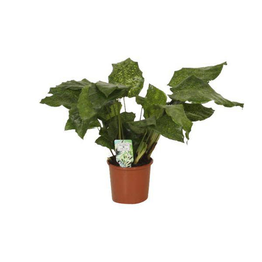 Calathea Network - Pfauenpflanze - Ø14cm - ↕30cm - Oasis of Life