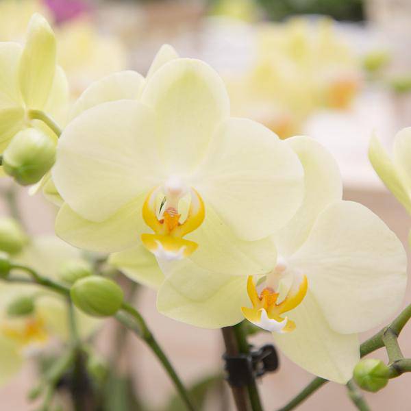 gelbe Phalaenopsis Orchidee Topfgröße Ø9cm | blühende Zimmerpflanze - frisch vom Züchter - Oasis of Life