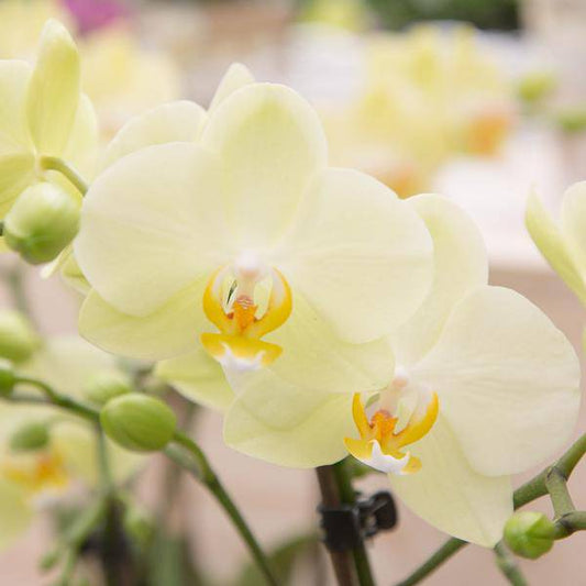 gelbe Phalaenopsis Orchidee Topfgröße Ø9cm | blühende Zimmerpflanze - frisch vom Züchter - Oasis of Life