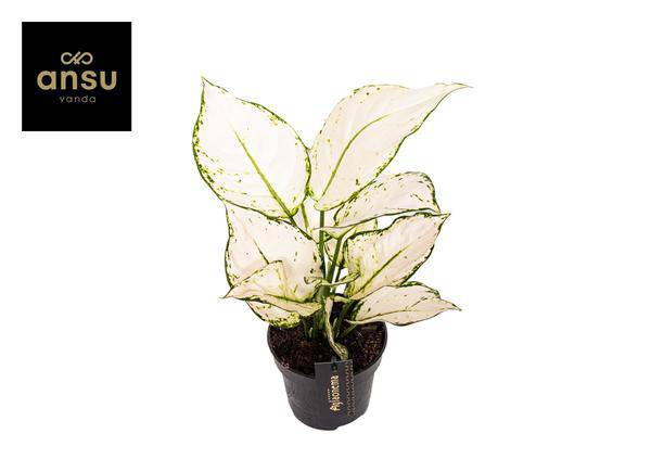 Aglaonema Weiße Freude - Ø12cm - ↕35cm - Oasis of Life