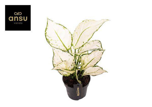 Aglaonema Weiße Freude - Ø12cm - ↕35cm - Oasis of Life