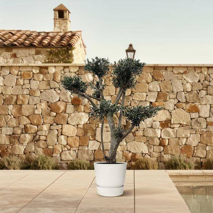 Olivenbaum - Olea Europaea Pompon - 210cm - ø80cm
